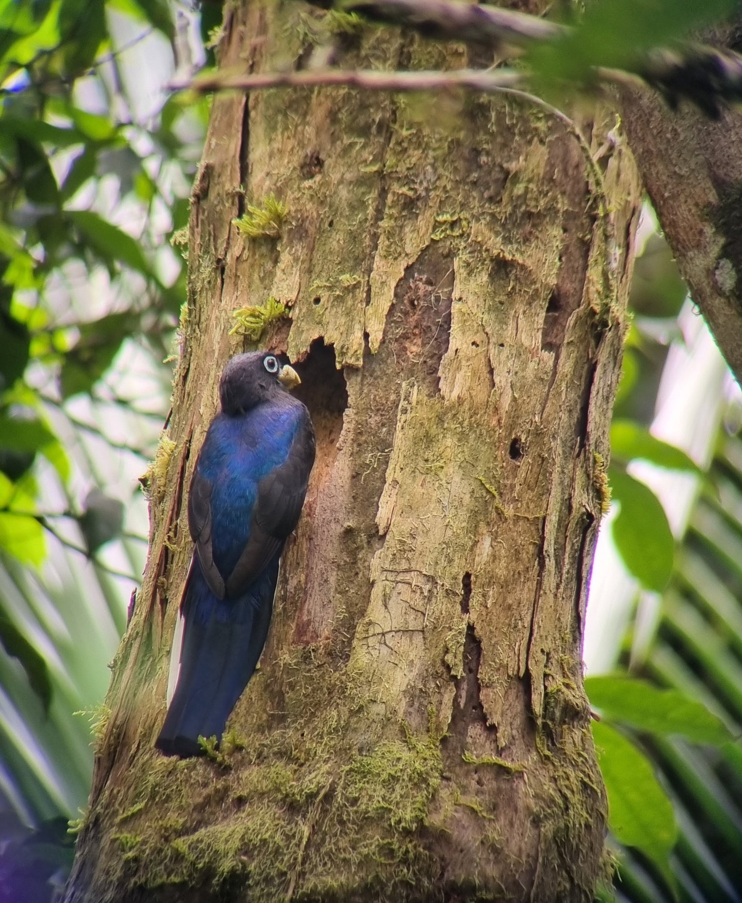 Spektiv APC 60 ED von KITE OPTICS